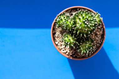 Güzel yeşil dikenli kaktüs bir çiçekte küçük bir demlik üzerinde mavi, katı bir zemin üzerinde sert ışık ve gölge manzaralı duvar kağıdı ya da arka plan