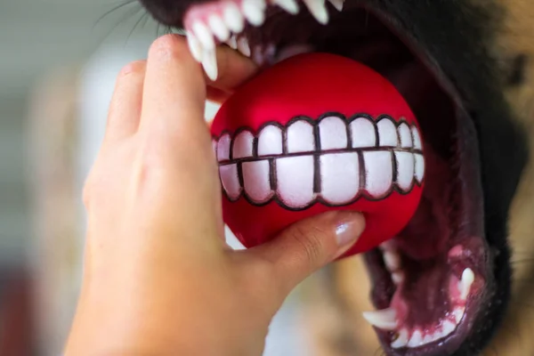 angry dog with open mouth and sharp white teeth catches a red ball with a picture of teeth from a human hand, German shepherd training, fun playing with a dog