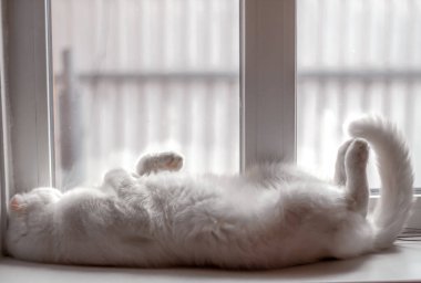 Beyaz tüylü İskoç kedisi pençeleri beyaz bir pencere eşiğinde sırt üstü uyur.