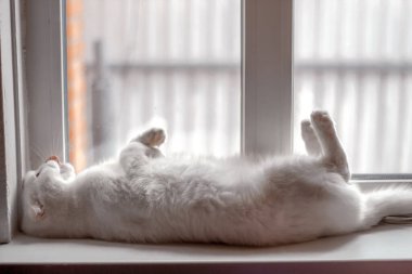 Beyaz tüylü İskoç kedisi pençeleri beyaz bir pencere eşiğinde sırt üstü uyur.