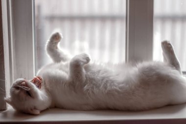Beyaz tüylü İskoç kedisi tembelce pencere eşiğinde uzanıyor ve esniyor.