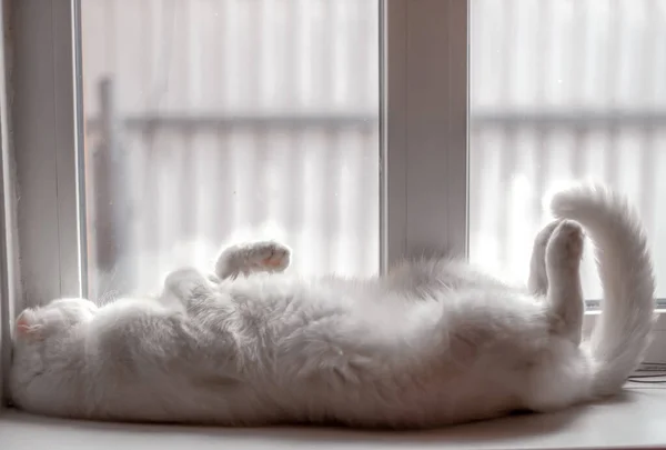 White Fluffy Scottish Fold Cat Sleeps Its Back Its Paws — Stock Photo, Image