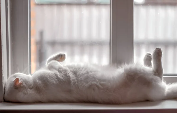 Λευκό Αφράτο Scottish Fold Γάτα Κοιμάται Στην Πλάτη Του Πόδια — Φωτογραφία Αρχείου