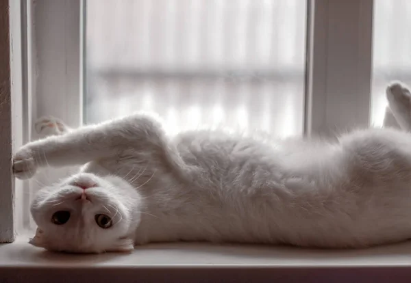 Branco Fofo Scottish Fold Gato Encontra Preguiçosamente Peitoril Janela Pela — Fotografia de Stock