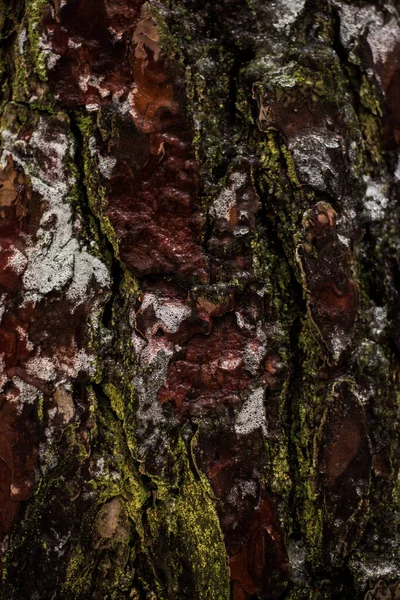 Macro Shot Écorce Arbre Dans Neige Pour Fond Papier Peint — Photo