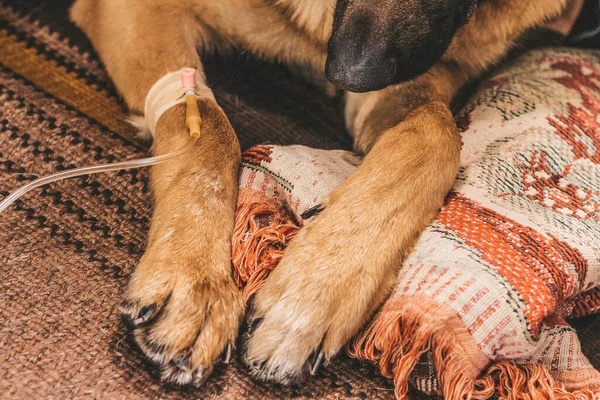 病気の犬は家の引き出しの下にある 大規模なドイツの羊飼いのための治療ドロッパー — ストック写真