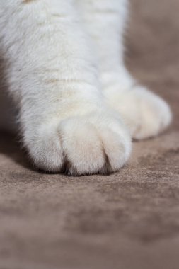 Beyaz kabarık bir kedi pençesi Yaklaş