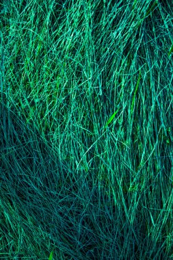 Arka plan veya duvar kağıtları için parlak yeşil çimen dokusu, zengin yeşil çimen makro yakın çekim yaprakları