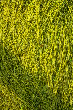 arkaplan ve duvar kağıdı için parlak sarı renkli çimen dokusu