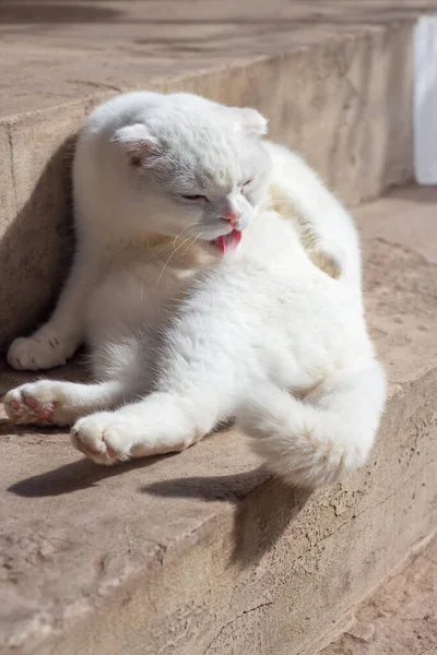 Weiße Schottische Faltenkatze Leckt Sich Der Sonne Liegend Auf Steinstufen — Stockfoto