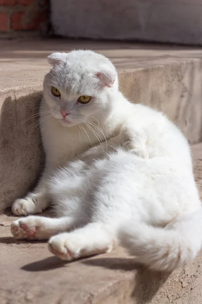 Weiße Schottische Hauskatze Liegt Der Sonne Auf Den Stufen Vor — Stockfoto