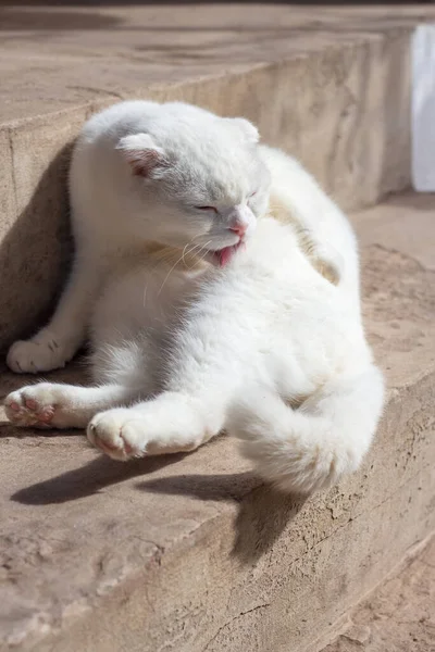 Λευκό Σκωτσέζικο Γατόπαιδο Γλείφεται Ξαπλωμένος Στον Ήλιο Τσιμεντένια Σκαλοπάτια — Φωτογραφία Αρχείου