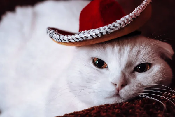 White Scottish Fold Cat Big Beautiful Eyes Red Mexican Hat — Stock Photo, Image