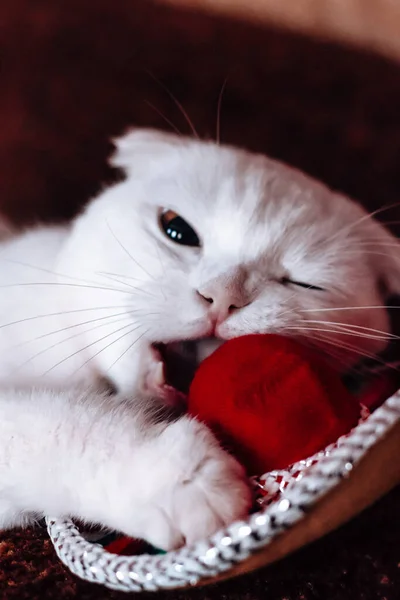 Weiße Scottish Fold Katze Mit Großen Schönen Augen Liegt Auf — Stockfoto