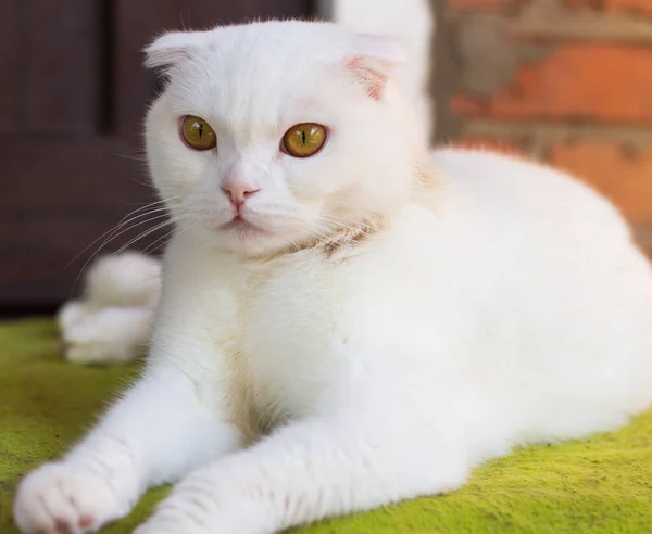 Πορτρέτο Μιας Όμορφης Σκωτσέζικης Πτυχής Γάτα Λευκού Χρώματος Χρυσά Πράσινα — Φωτογραφία Αρχείου