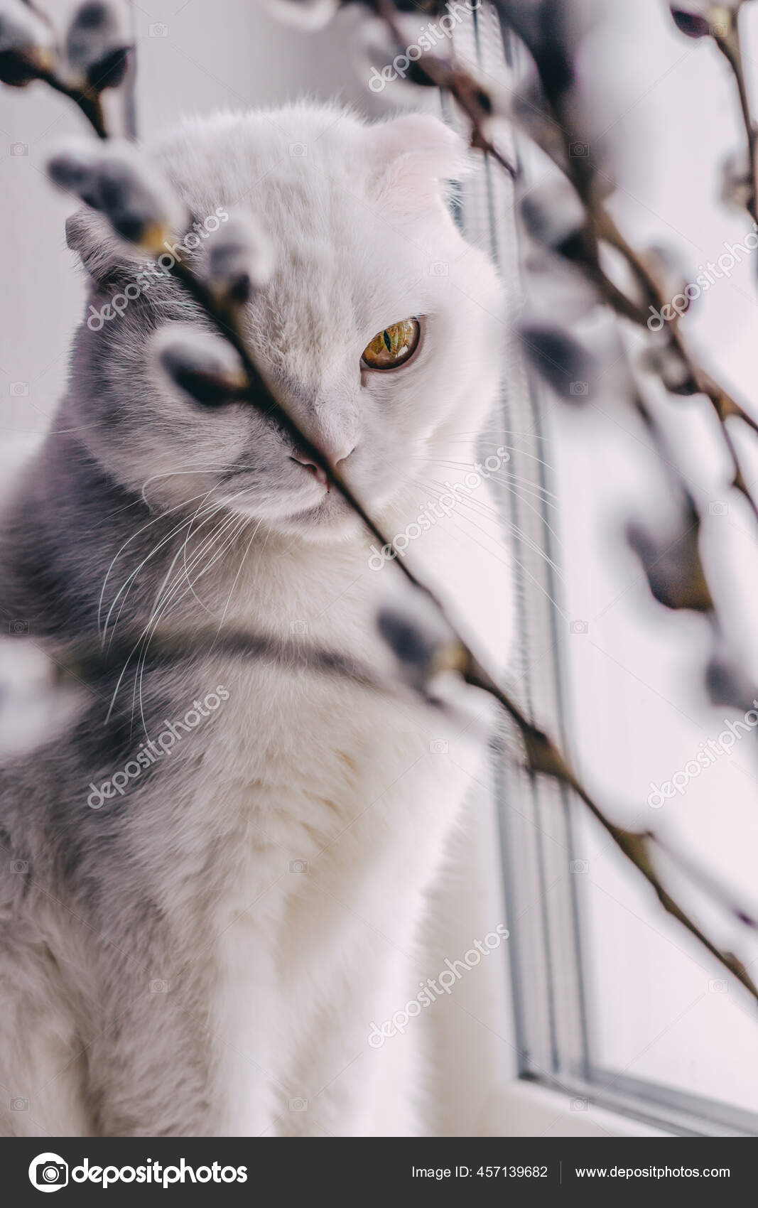 Chat Avec Des Chats Sur Les Branches Portrait Chat Pliant Image Libre De Droit Par Lenata1313 C