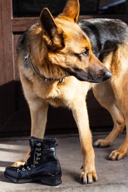 Güzel Alman çoban köpeği, dişlediği siyah botun yanında güneşin altında duruyor.