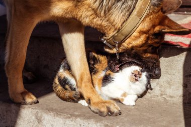 Kedi ve köpek arasındaki bir savaş. Büyük Alman çoban köpeği üç renkli bir kediyle ilişki kuruyor. Bir köpeğin ağzındaki bir kedinin kafası.