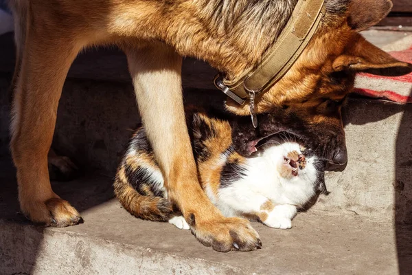 A battle between a cat and a dog. The Great German Shepherd is sorting out a relationship with a tricolor cat. Head of a cat in the mouth of a dog