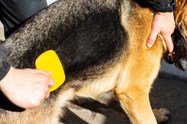 Brushing a large dog at home. A man is combing a German shepherd dog with a yellow brush while holding it with his hand