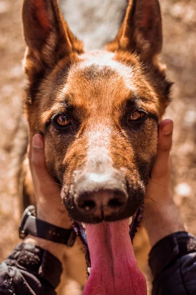 所有者の手に献身的な視線と突き出た舌を持つドイツの羊飼いの犬の肖像画 男の手素敵なクラスプザ犬の顔を閉じます — ストック写真