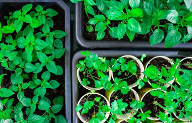 Konteynırlara ve kutulara ekilmiş ev yeşili fidanlar.