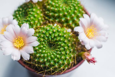 Pencerenin üst görünümünde küçük kaktüsler açıyor