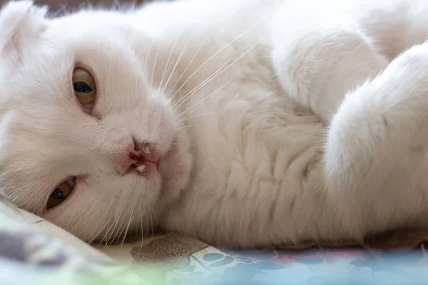 Hasta Beyaz Sarkık Kulaklı Kedi Katlanmış Bacaklarıyla Yatakta Yatıyor — Stok fotoğraf