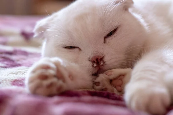 Ασθένεια Της Μύτης Στις Γάτες Λευκή Σκοτσέζικη Άρρωστη Γάτα Κοιμάται — Φωτογραφία Αρχείου