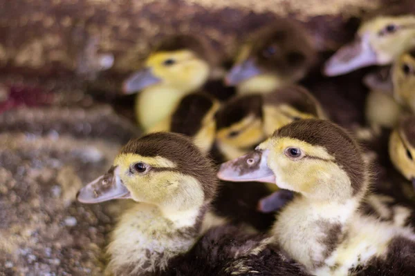 Many Little Cute Domestic Ducklings — Stock Photo, Image