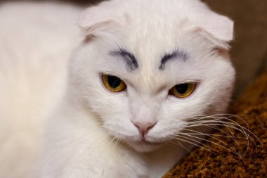 Serious funny white fold cat with painted black eyebrows clipart