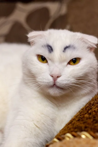 Vážná Legrační Bílá Skládací Kočka Namalovaným Černým Obočím — Stock fotografie