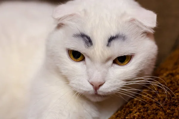 Serious funny white fold cat with painted black eyebrows