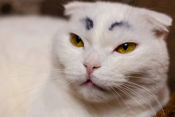 Serieuze Grappige Witte Vouw Kat Met Geschilderde Zwarte Wenkbrauwen — Stockfoto