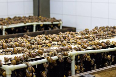 Helix Aspersa Muller, Maxima salyangoz, organik tarım, salyangoz yetiştiren çiftlik salyangozu, salyangozlu raf, salyangoz yetiştirmek için buzdolabı