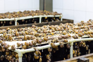 Helix Aspersa Muller, Maxima salyangoz, organik tarım, salyangoz yetiştiren çiftlik salyangozu, salyangozlu raf, salyangoz yetiştirmek için buzdolabı