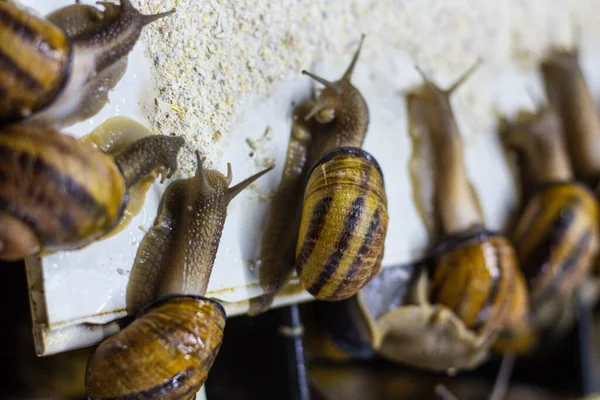 Une Ferme Escargots Agriculture Biologique Ferme Escargots Comestibles Petits Escargots — Photo