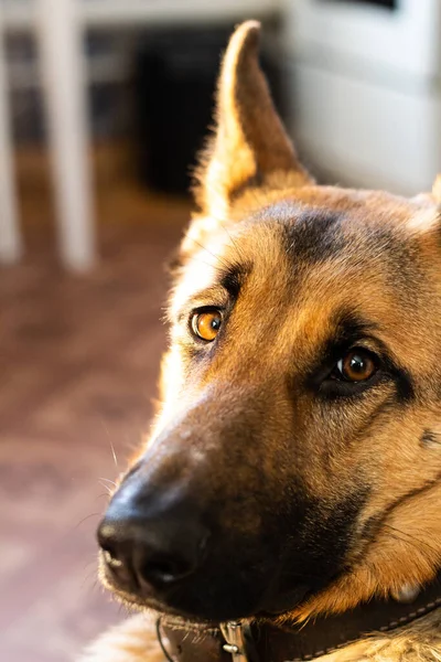 Lustigt Utseende Ung Schäfer Kameran Tysk Herde Närbild Porträtt — Stockfoto