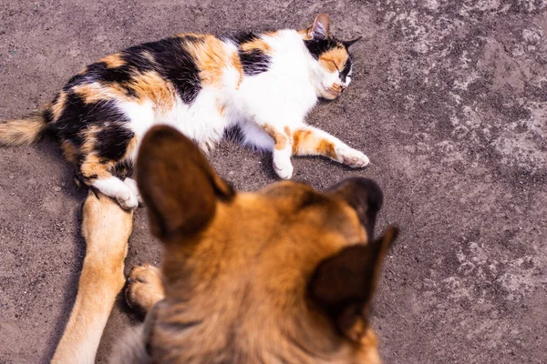 Przyjaźń Między Psem Kotem Wspólny Odpoczynek Zwierząt Domowych Owczarek Niemiecki — Zdjęcie stockowe