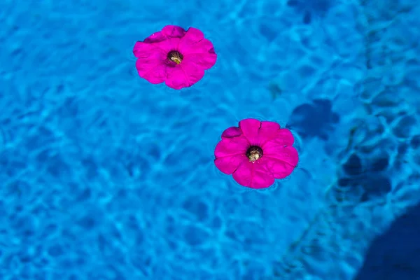 Flores Rosadas Brillantes Una Piscina Sobre Agua Azul — Foto de Stock