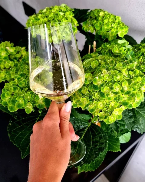 Female Hand Holds Glass White Wine Background Beautiful Indoor Green — 스톡 사진