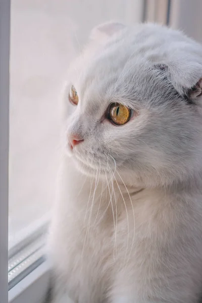 Portrait Chat Pliant Blanc Avec Beaux Yeux Tristes Ambré Scottish — Photo