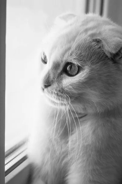 하얗게 주름진 고양이의 모습아름다운 호박슬픈 고양이의 스코티시폴드 고양이는 대담하게 창밖을 — 스톡 사진