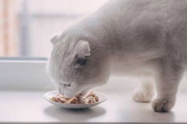 Beyaz katlanan kedi, beyaz bir pencerenin üzerindeki küçük bir tabaktan yemek yer.