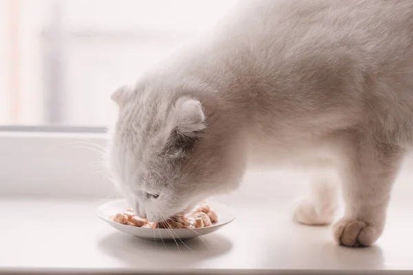 White Fold Cat Eats Food Small Plate White Window — Stock Photo, Image