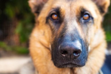 Portrait of a serious German shepherd dog in full face close-up. Dog nose in focus
