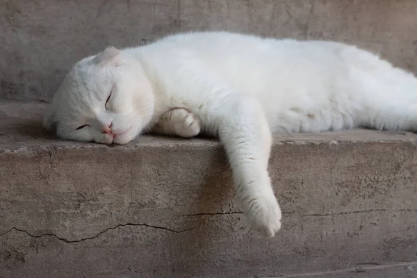 Witte vouw kat slaapt zoet op de trappen van het huis — Stockfoto