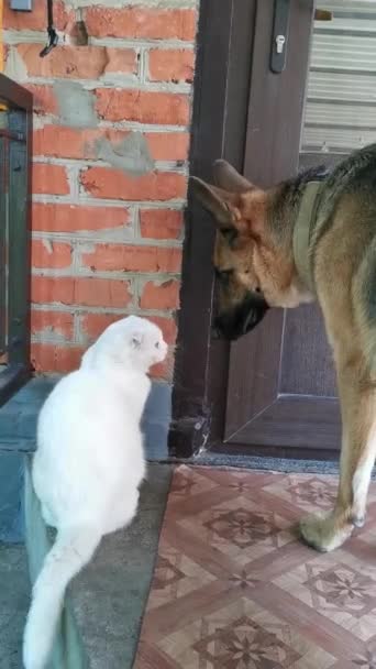Pastore tedesco bacia un gatto piega bianca alla porta d'ingresso della casa — Video Stock