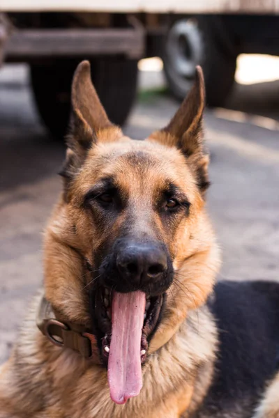 Tyska Shepherd Yawns löjligt med tungan sticker ut — Stockfoto