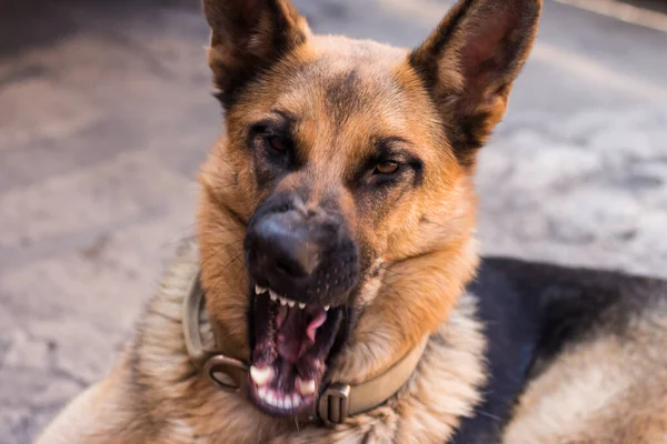 En ung schäfer gäspar löjligt. Hund som gäspar med öppen mun — Stockfoto